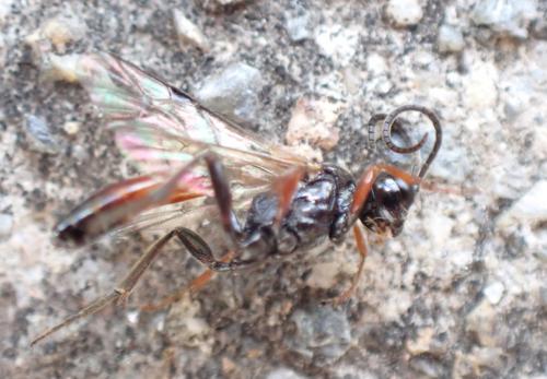 Réf. 284 537 : Mesoleptus sp.